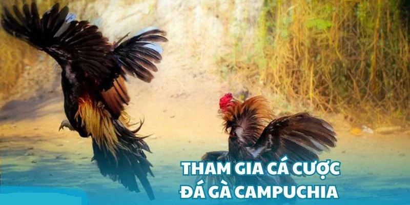 Chi tiết cách tham gia cá cược đá gà Campuchia 