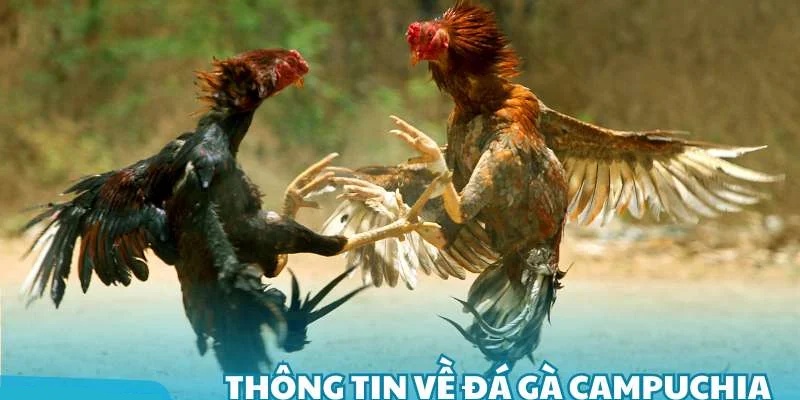 Thông tin chi tiết về đá gà Campuchia tại đơn vị Jun88